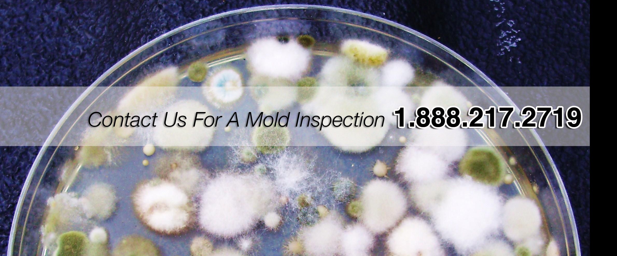 Contact Commercial Indoor Air Quality Testing, LLC for Mold Inspection