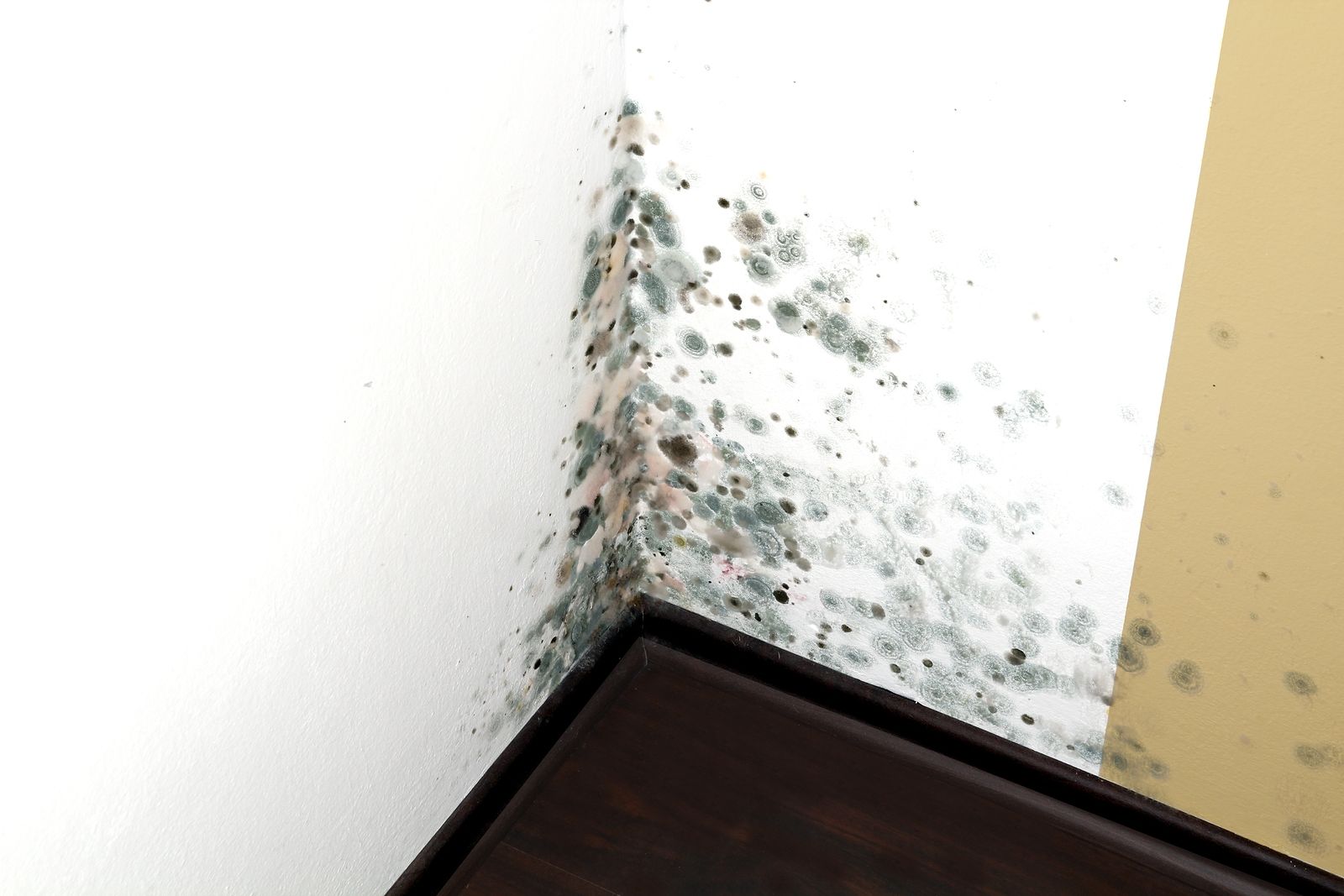 Environmental Services Company: Mold Is a Problem that Keeps Growing